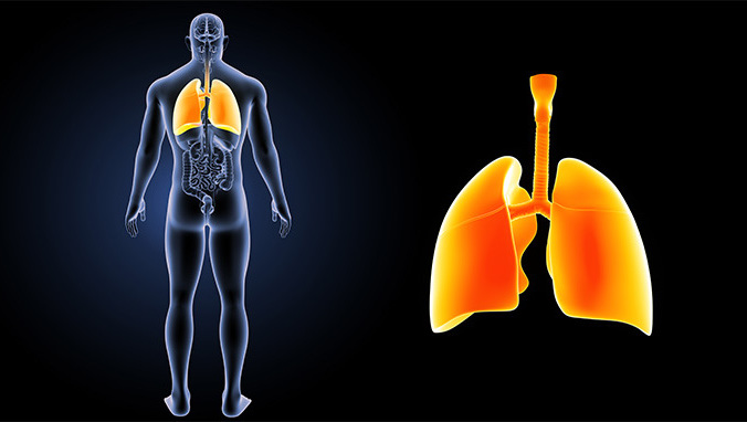 The difference between adenocarcinoma and small cell carcinoma