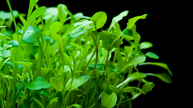 A health gem among green vegetables